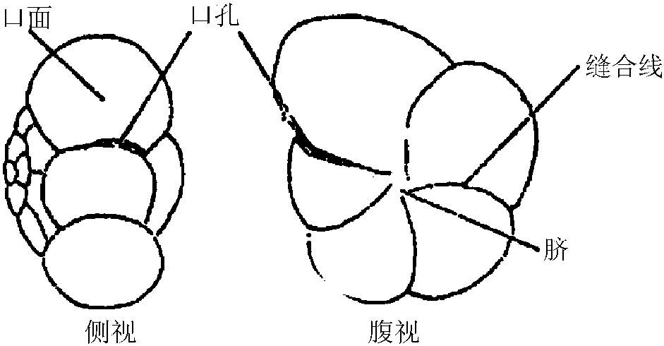 第一节 有孔虫的基本构造